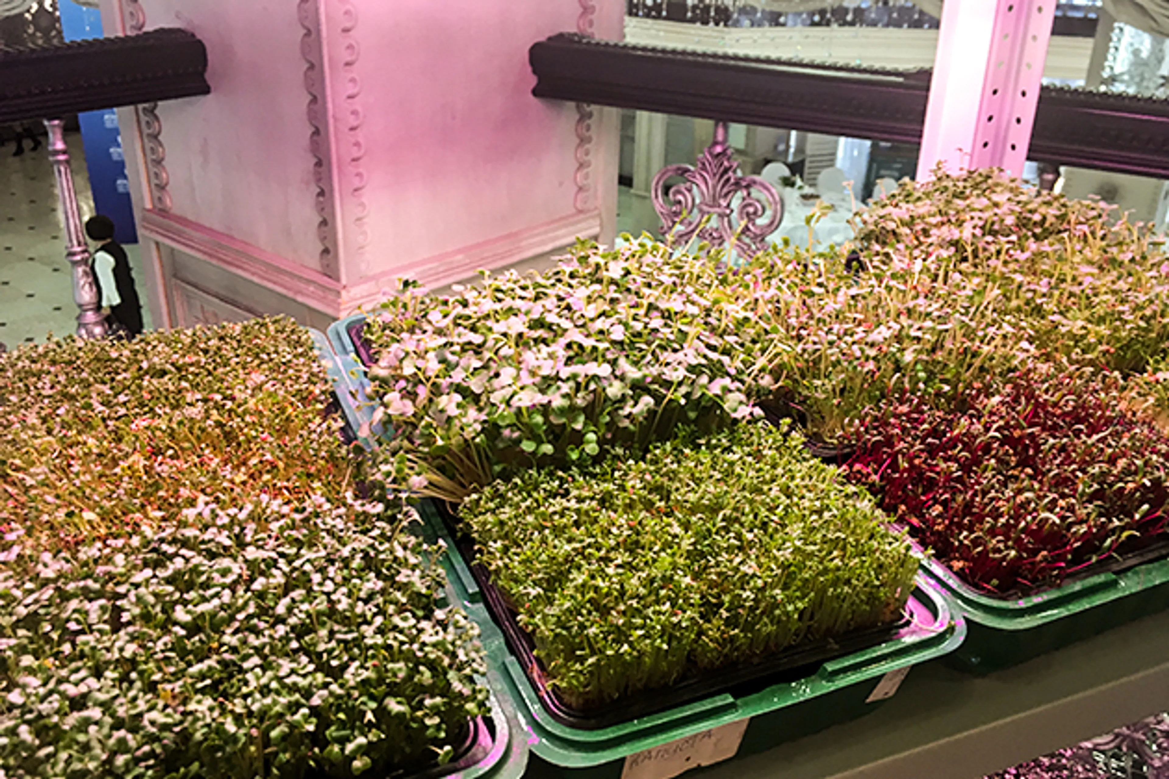 Капитал - Как заработать на пророщенных бобах