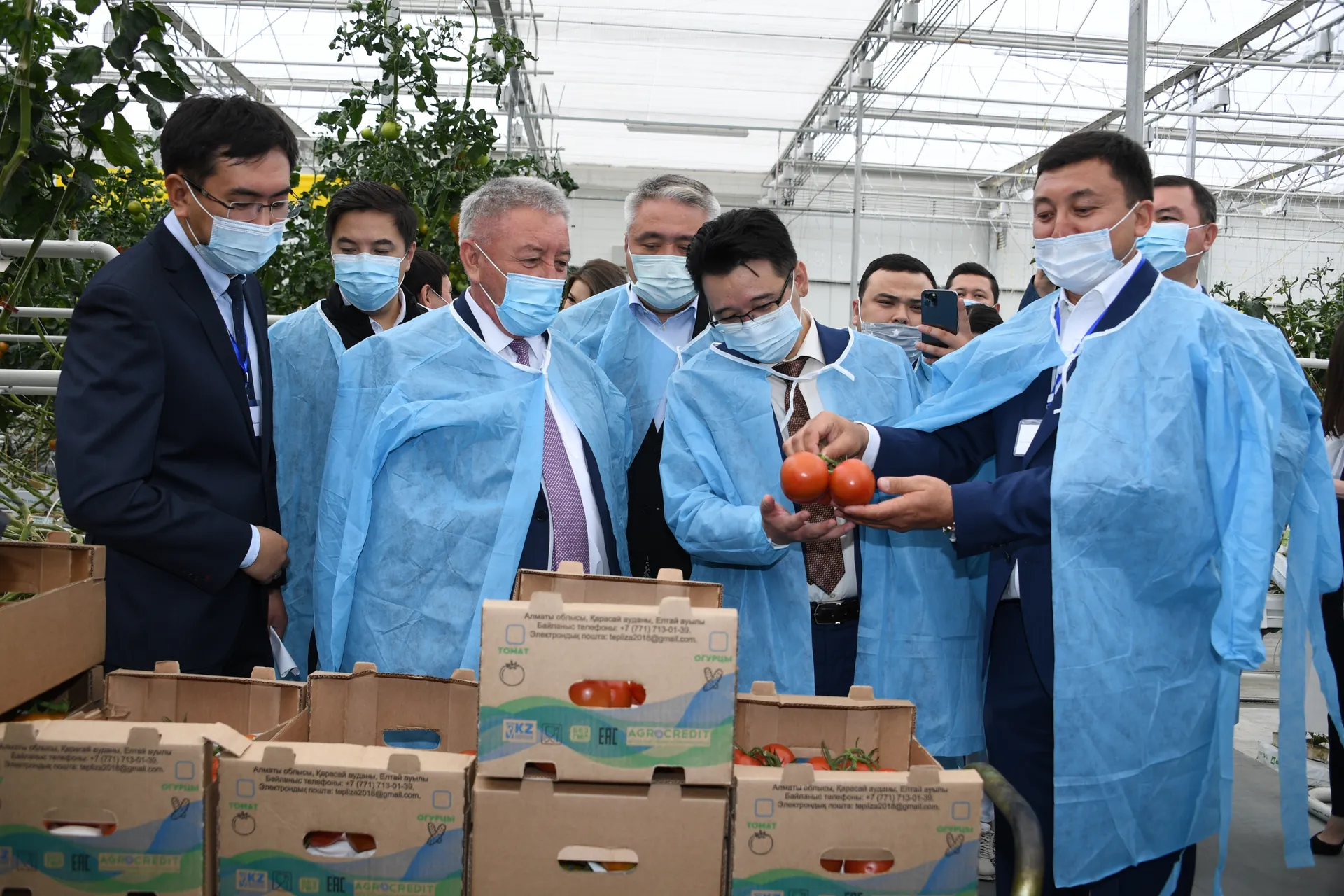 Капитал - Тепличный комплекс стоимостью 5,5 млрд тенге запустили в Алматинской области