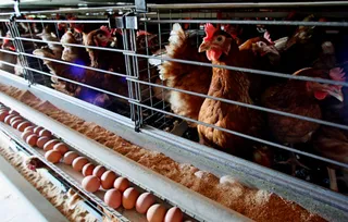 Капитал - Строительство птицефабрики обойдется в 2,3 млрд. тенге