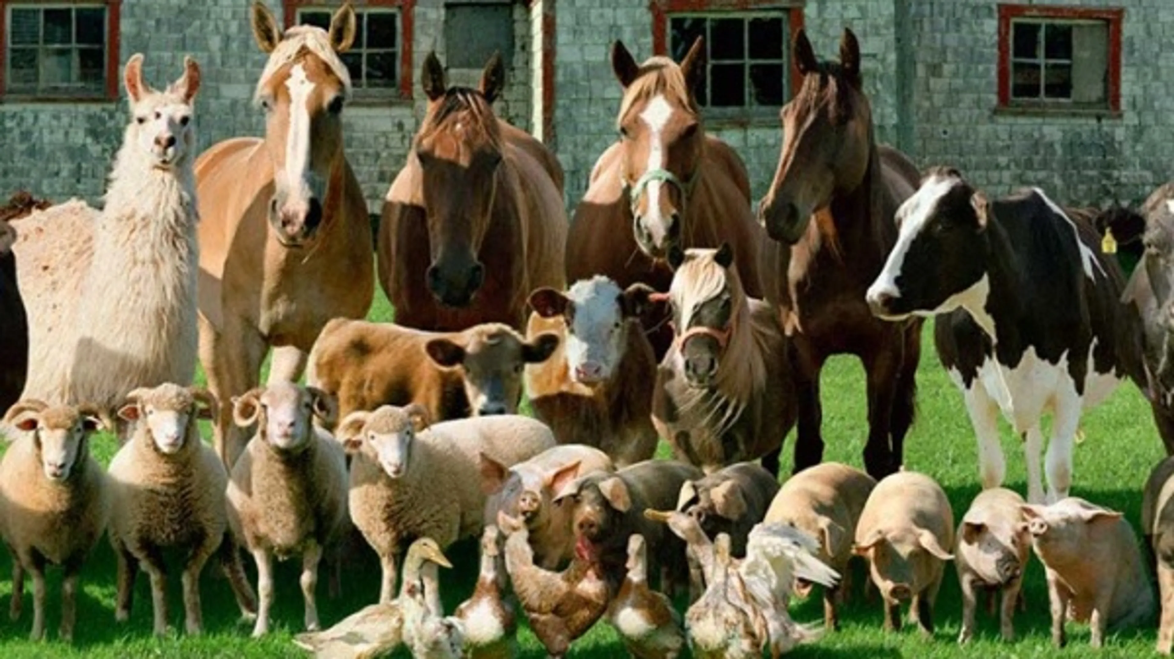 Капитал - Россельхознадзор запрещает ввоз зарегистрированных в РК ветпрепаратов