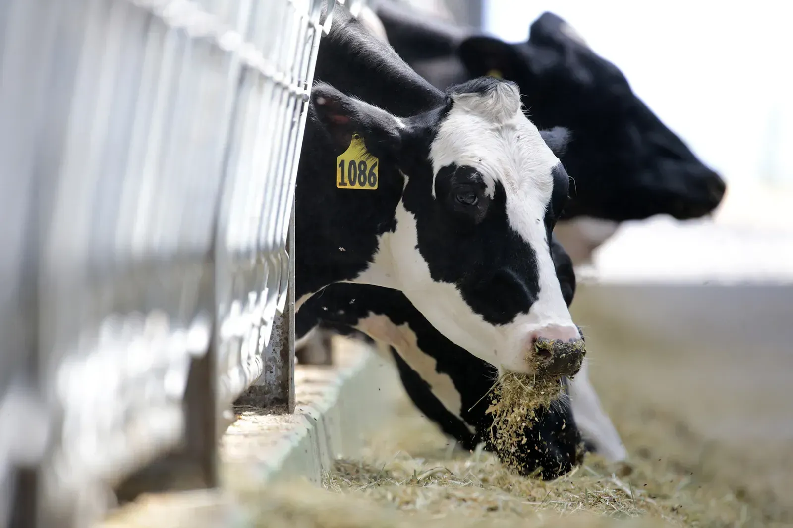 Как идет цифровизация сферы животноводства в Казахстане 