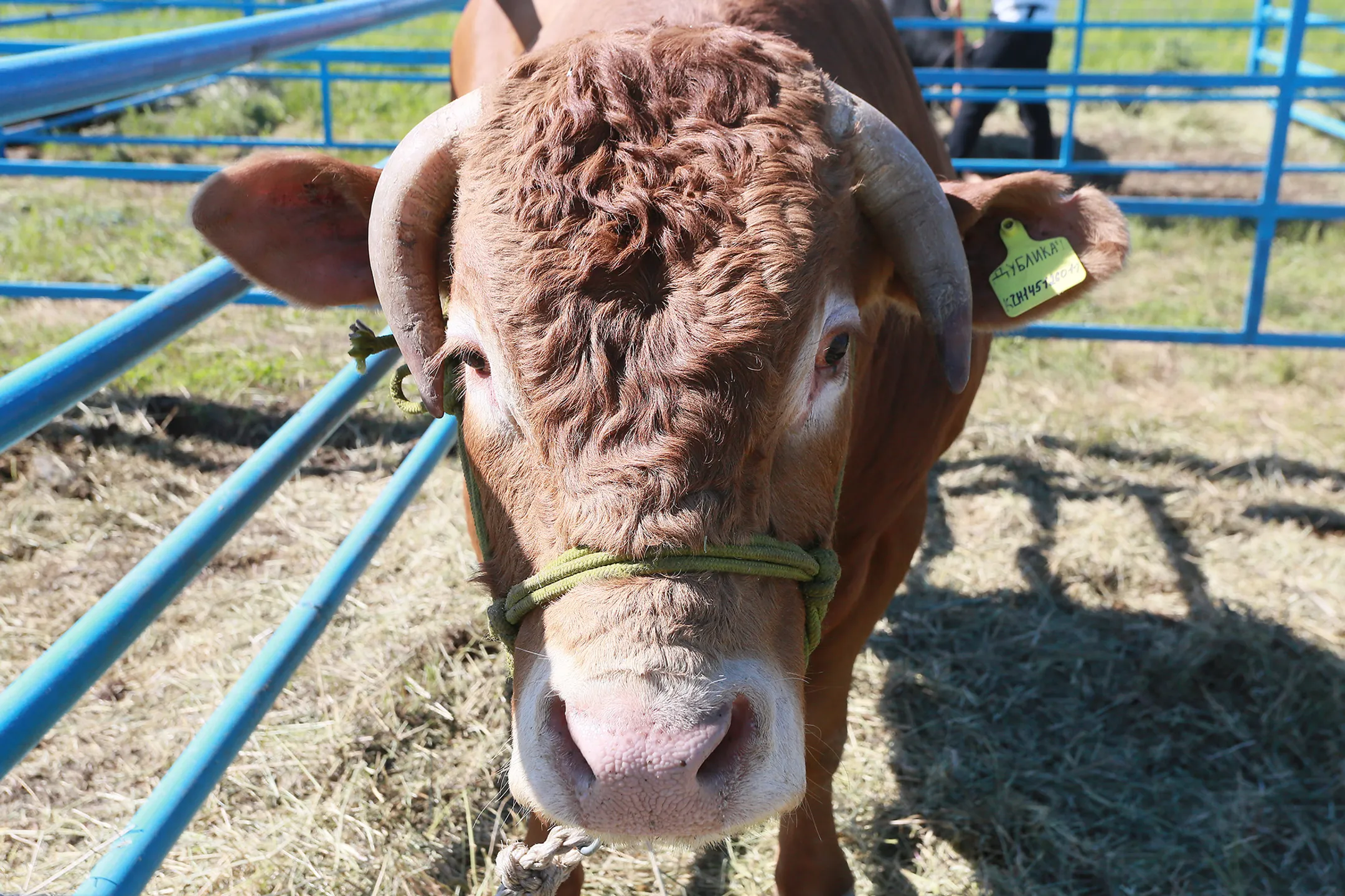 Иностранные инвесторы рассматривают проекты в животноводстве - Image Kapital.kz