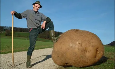 Генномодифицированные картофель и яблоки признаны в США безопасными