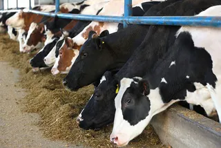 Капитал - Поголовье племенных животных увеличилось в 5 раз за 5 лет