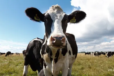 За десять лет в Актюбинскую область завезут 800 тыс. импортных буренок