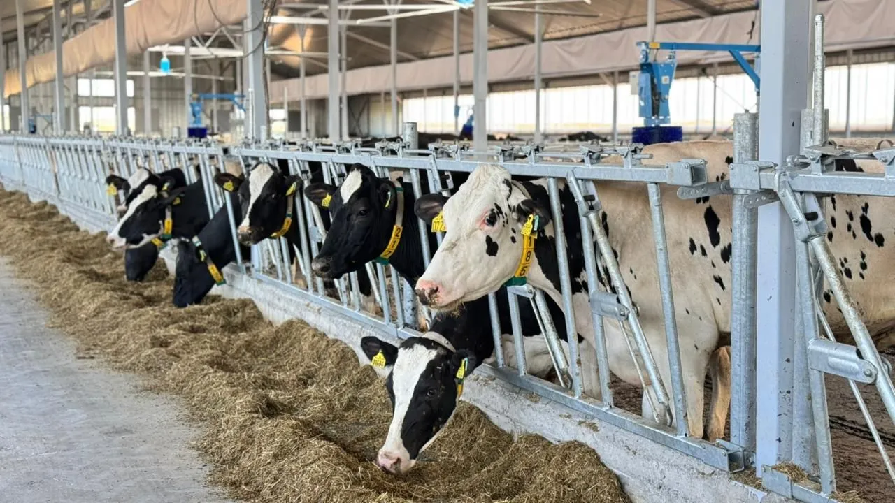 Молочно-товарную ферму на более чем одну тысячу голов КРС ввели в ВКО