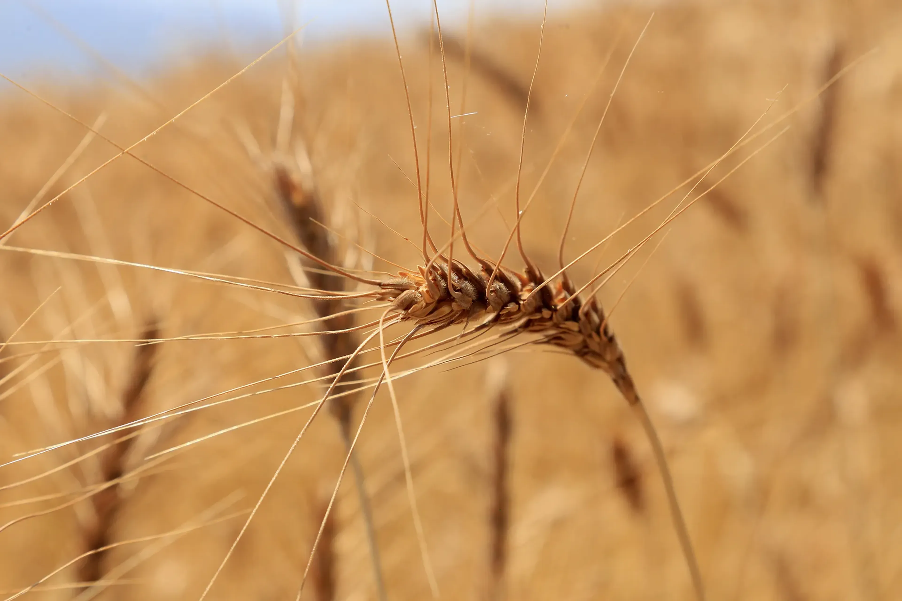 Капитал - Казахстан нарастил экспорт продукции АПК