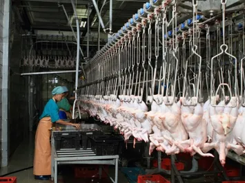 Продажи казахстанского мяса птицы упали на 30%