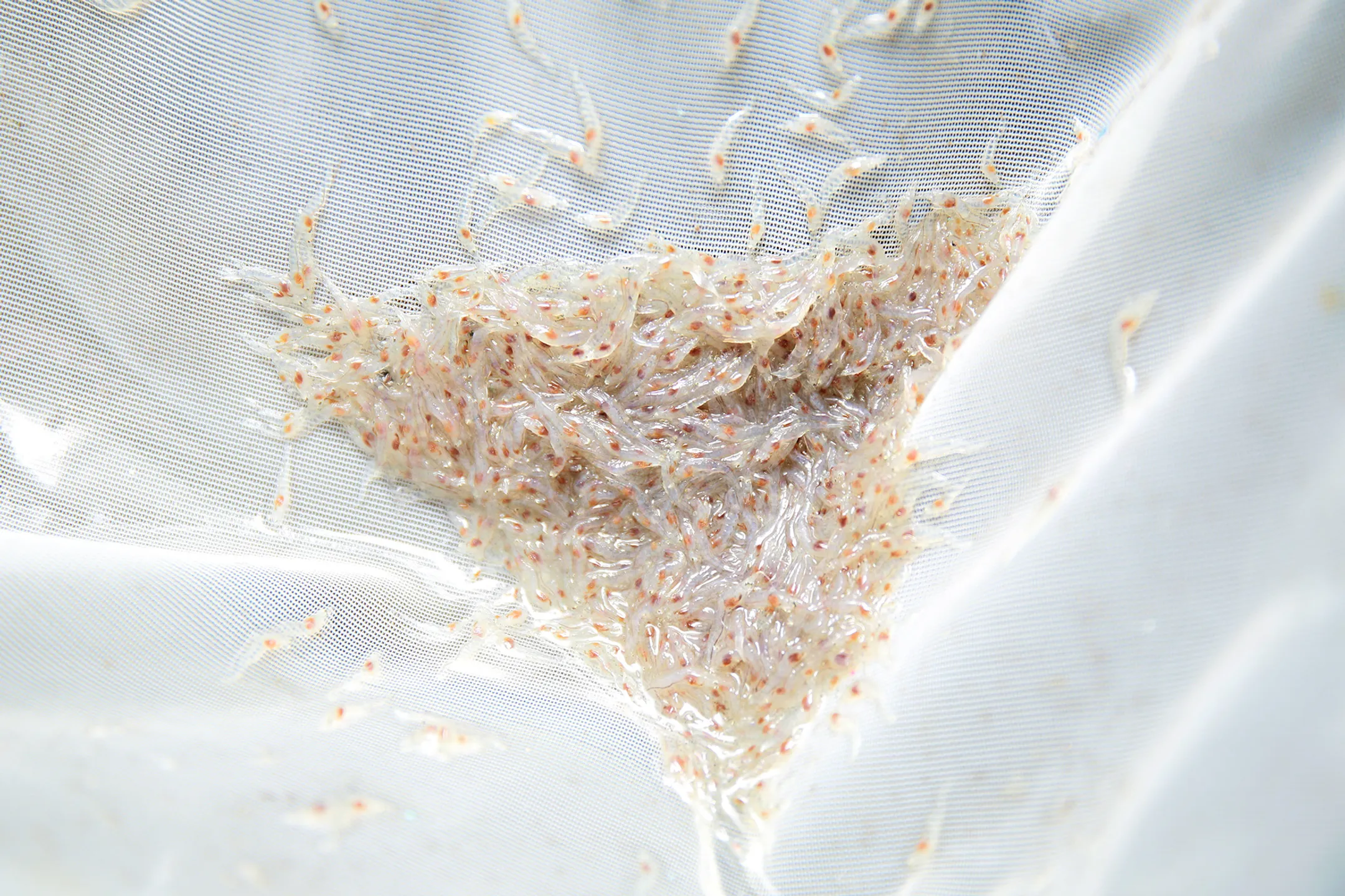 На фото: Мальки креветок <br>