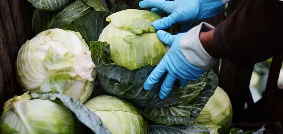 Акиматам регионов поручено закупить капусту в Туркестанской области