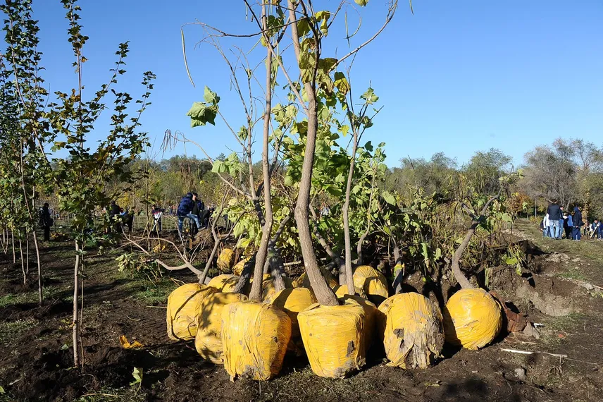 Капитал - В Алматы осенью высадят 298 тысяч деревьев