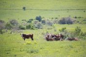 Село Улкен Аксу в Алматинской области закрыли на карантин