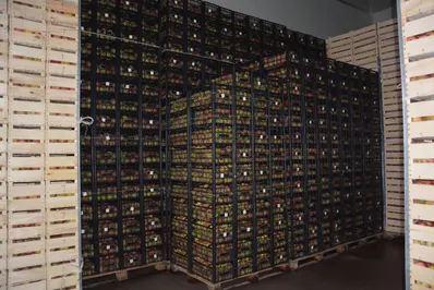 Южно-Казахстанская область наращивает поставки фруктов