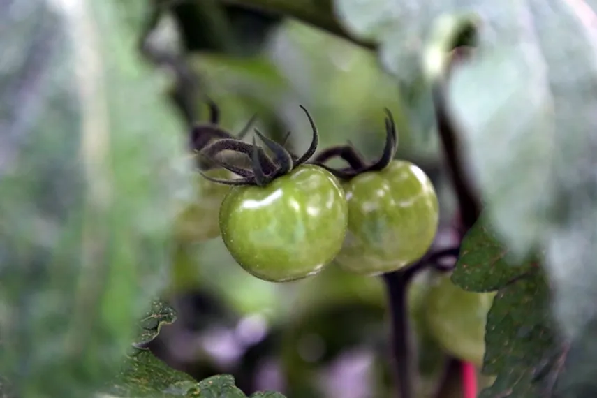 Капитал - Казахстанские овощи занимают только 20% рынка