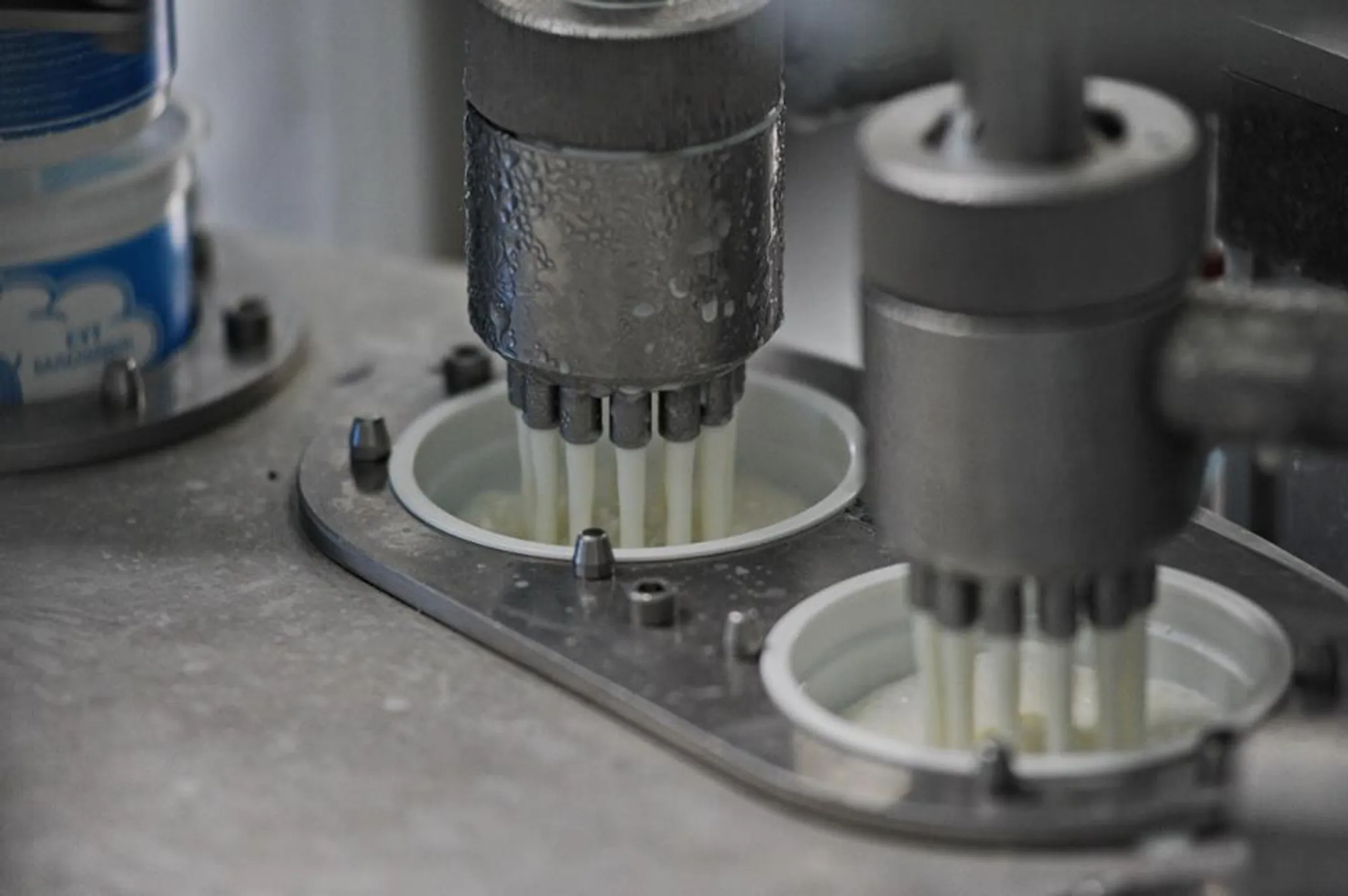 Отечественные производители перекрывают 83% спроса на молочку - Image Kapital.kz