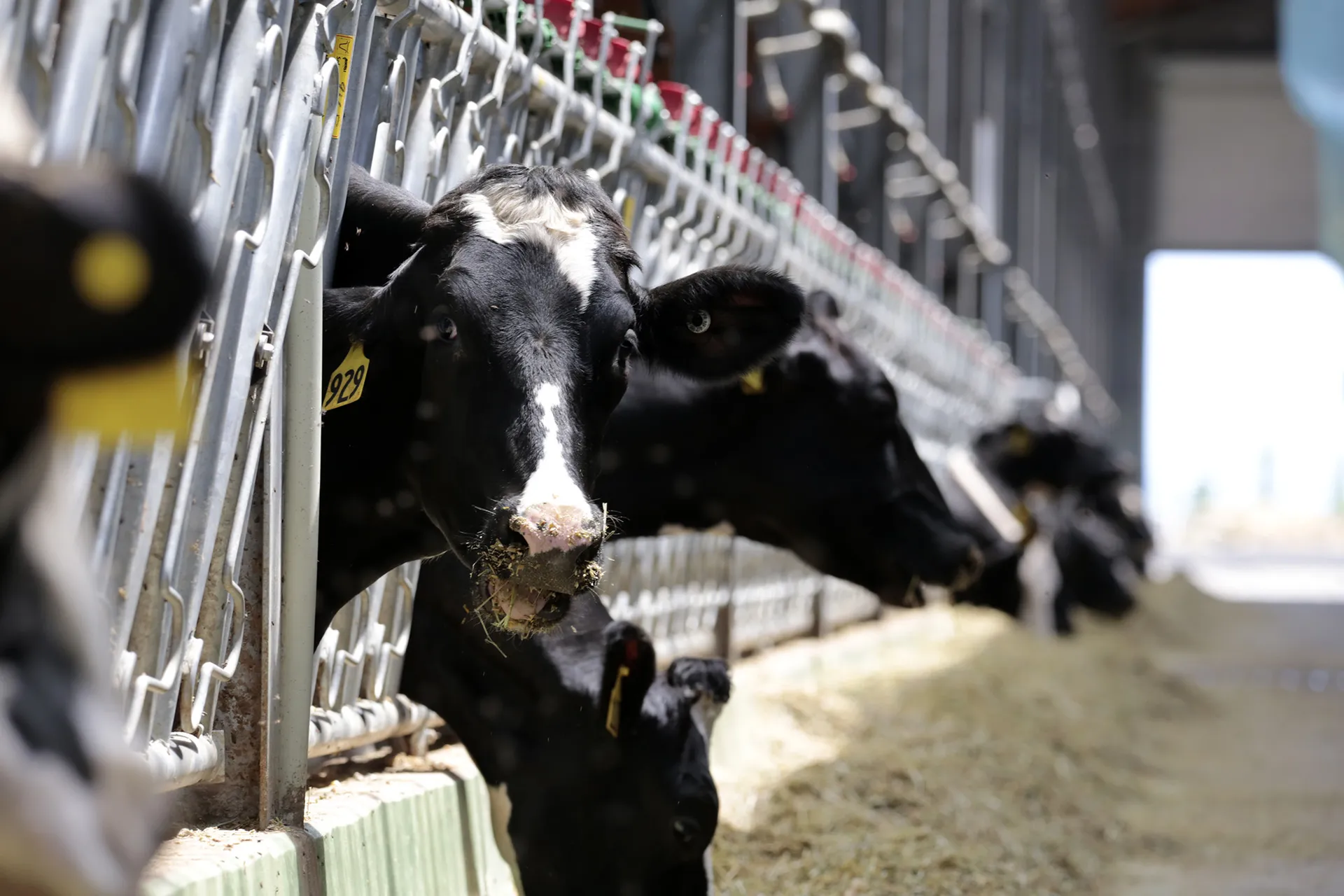 Капитал - Валовой выпуск продукции АПК составил почти триллион тенге