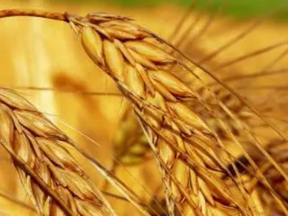 Капитал - Статагентство: Показатели по урожаю завышены