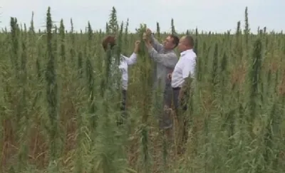 Алматинская область готова экспортировать техническую коноплю
