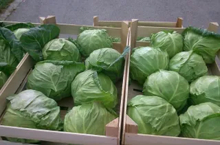 Капитал - Минсельхоз: За границей упал спрос на казахстанскую капусту