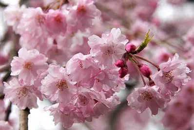 В Японии раньше обычного расцвела сакура