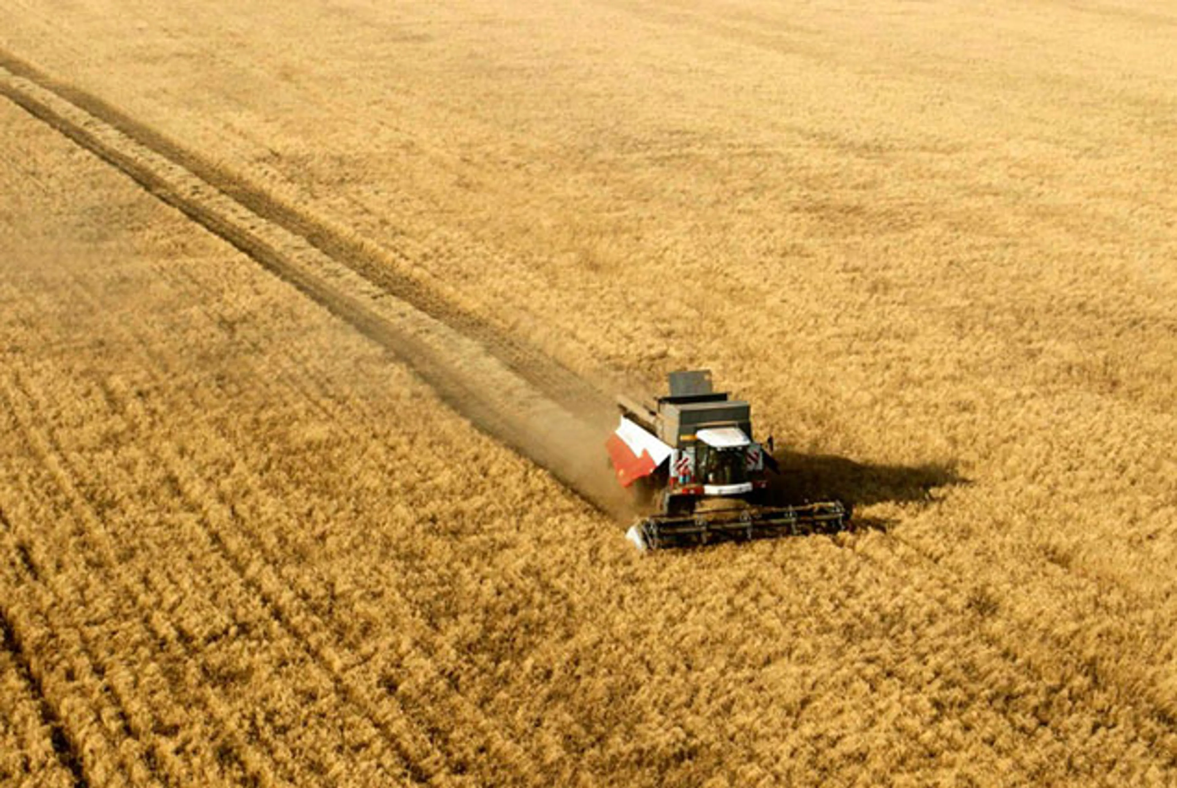 Капитал - Россия может стать крупнейшим экспортером пшеницы