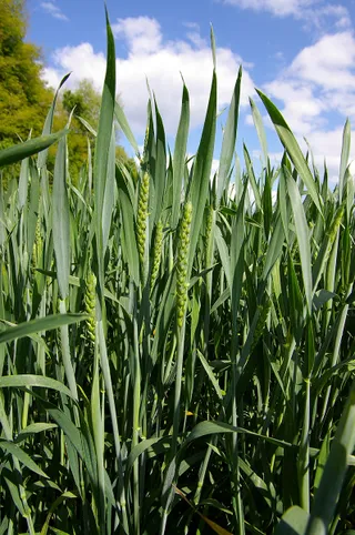 Капитал - Минсельхоз делает ставку на полигоны