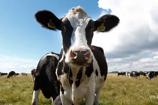 Капитал - За десять лет в Актюбинскую область завезут 800 тыс. импортных буренок