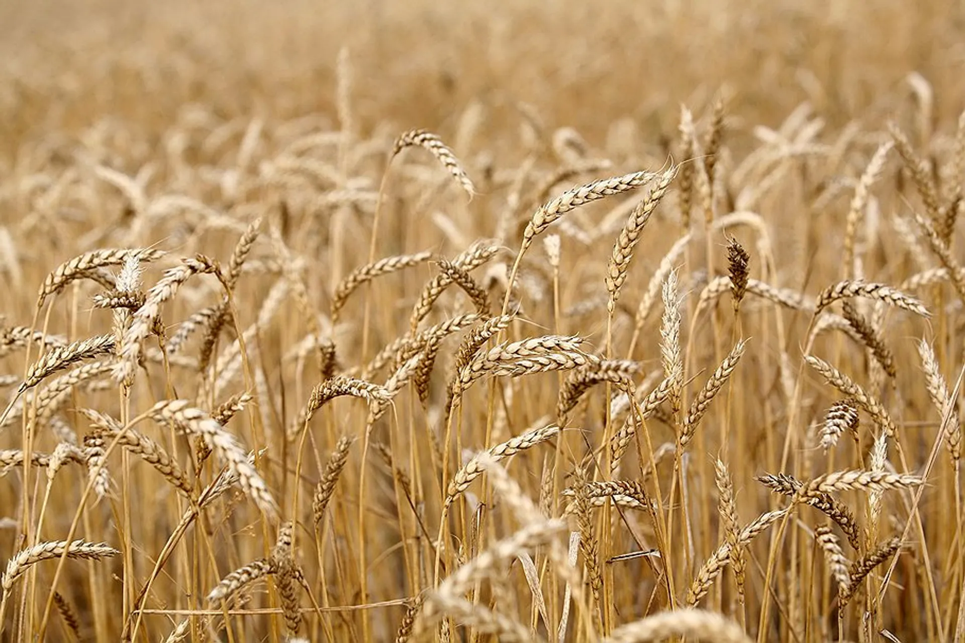 Капитал - Китай готовится к крупнейшей сделке в агробизнесе