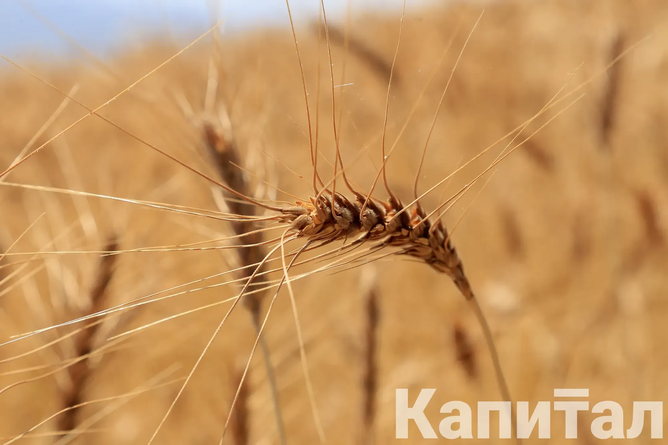 Фото: Руслан Пряников