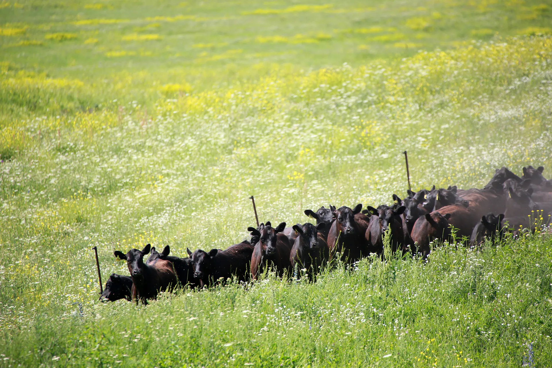 Капитал - Какие изменения вносят в закон об использовании пастбищ