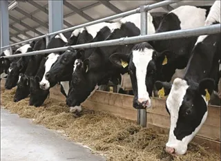 Капитал - Проверять нужно не заводы, а подсобные хозяйства