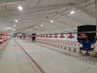 Капитал - В Жамбылской области запущена новая птицефабрика