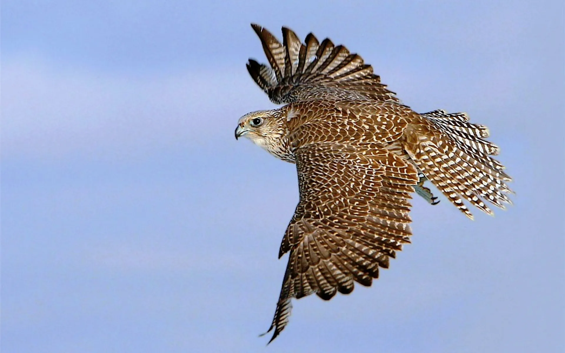 Капитал - Аэропорт Алматы прокомментировал гибель соколов на СВХ