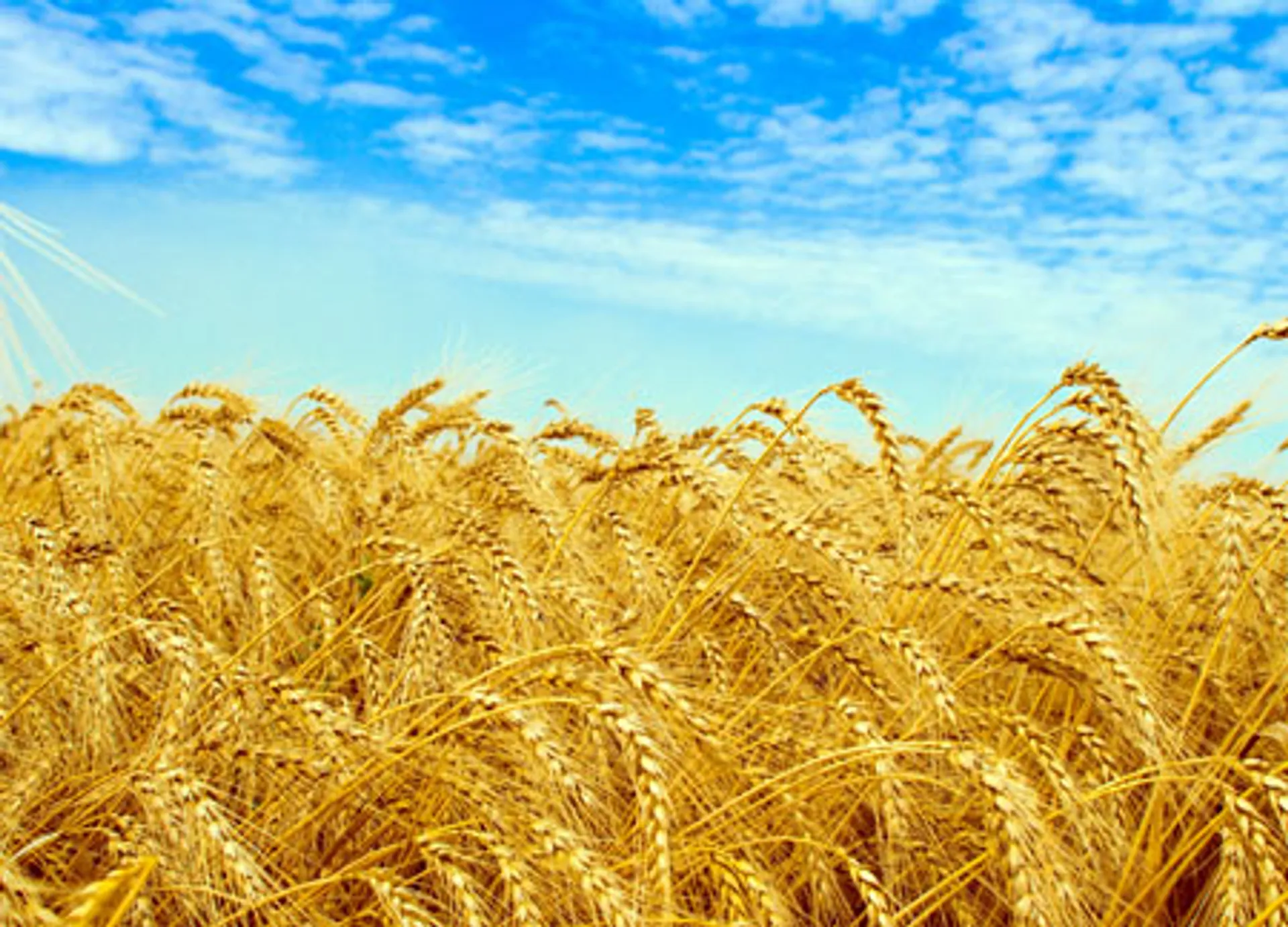 Капитал - Крупным надо помогать, мелкие пробьются сами