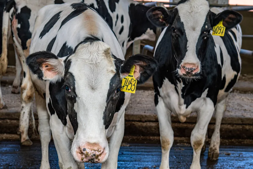 Капитал - Как развивается сельское хозяйство Алматинской области