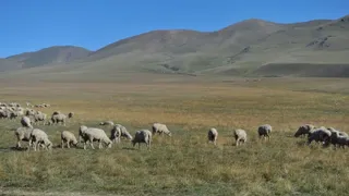 Капитал - Фермерам Жезказгана дадут землю в аренду