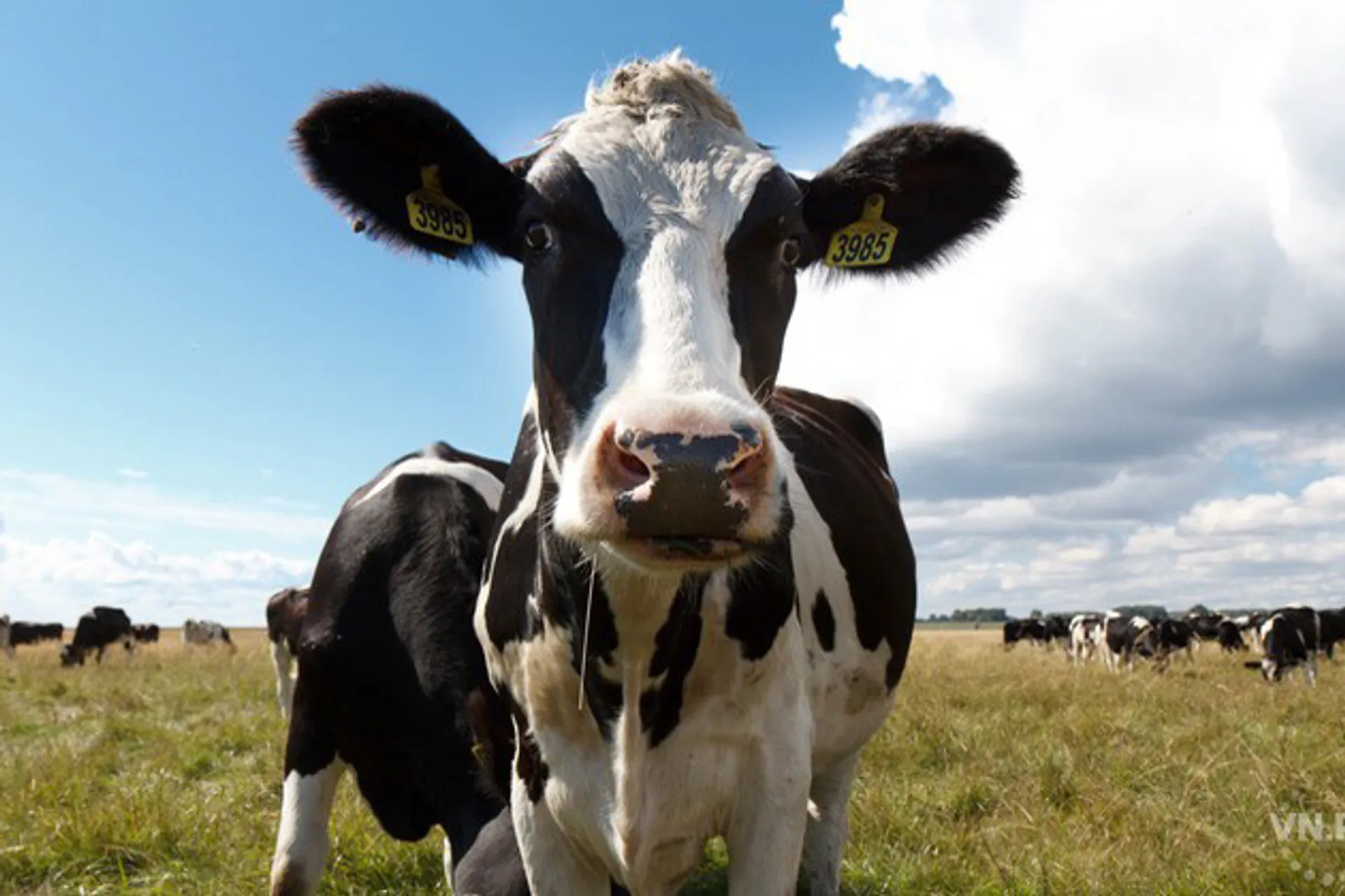 Капитал - За десять лет в Актюбинскую область завезут 800 тыс. импортных буренок