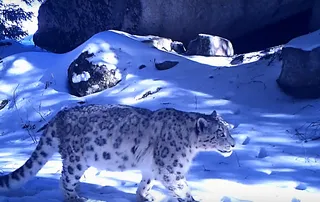 Капитал - В 10 километрах от Алматы фотоловушки зафиксировали ирбиса