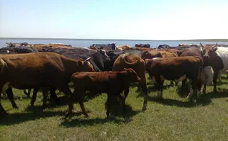 Капитал - Казахстан увеличит экспорт мяса до 100 тыс. тонн в год