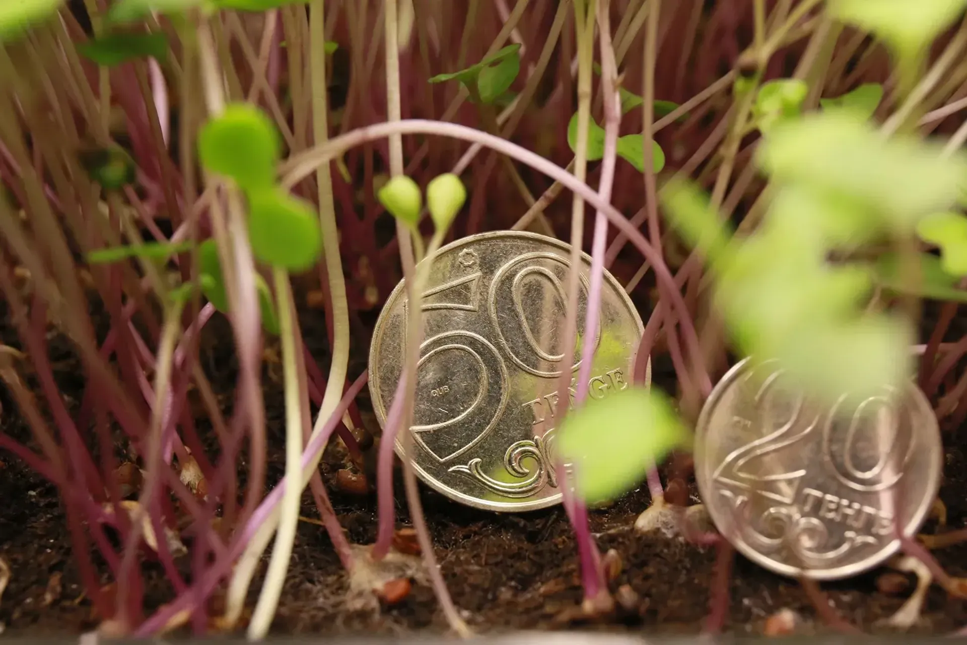 Капитал - ҚазАгроҚаржы шаруалардың өсімпұлдарын есептен шығарады