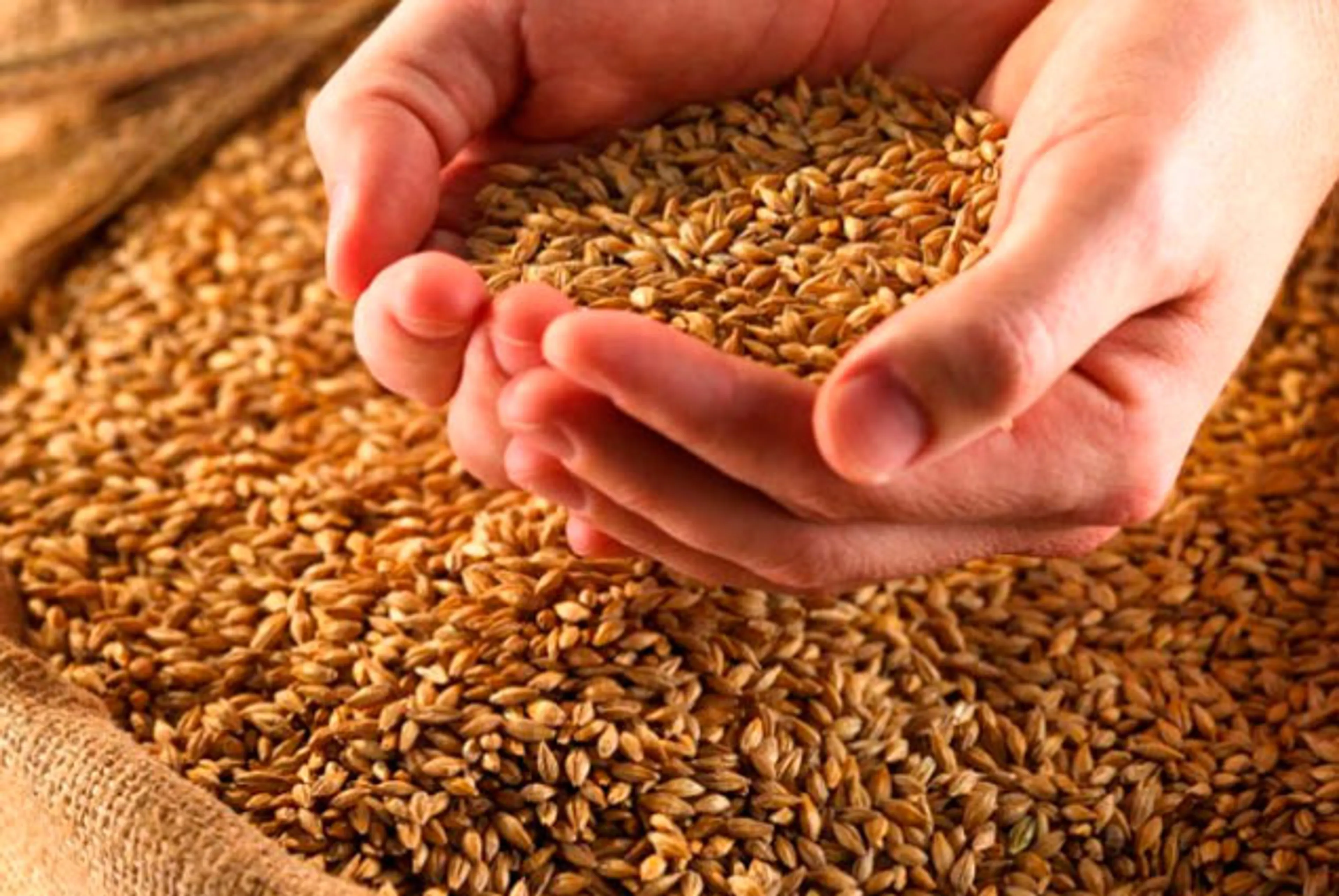 Капитал - РК, РФ и Украина могут контролировать 30% рынка зерна