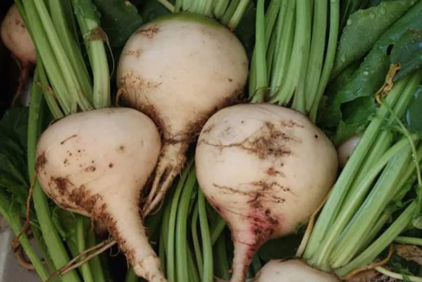 Капитал - Производство сахарной свеклы увеличат в 10 раз