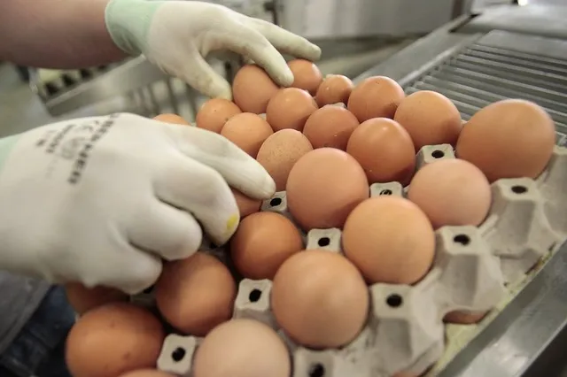 Птицеводы вынуждены продавать продукцию по 9 тенге