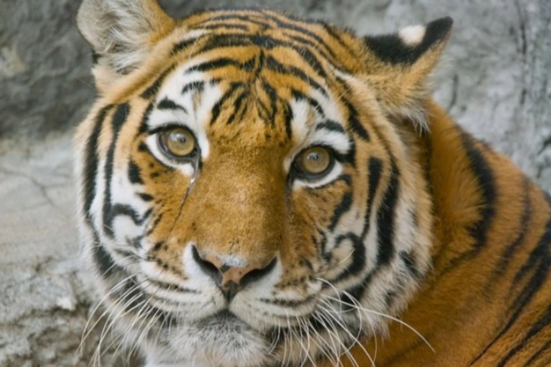 Капитал - Вскрытие показало от чего пала тигрица Куралай