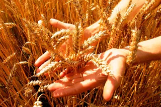 Капитал - КазАгро профинансировал посевную на 5,4 млн га