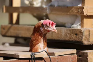 Капитал - АПК «душат» дорогие кредиты