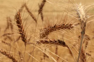 Капитал - Серый импорт зерна из России выявило Агентство по финмониторингу