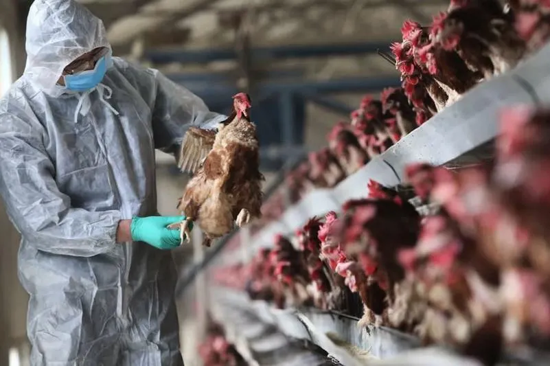 Необходимо сократить срок процедуры введения карантина - МСХ