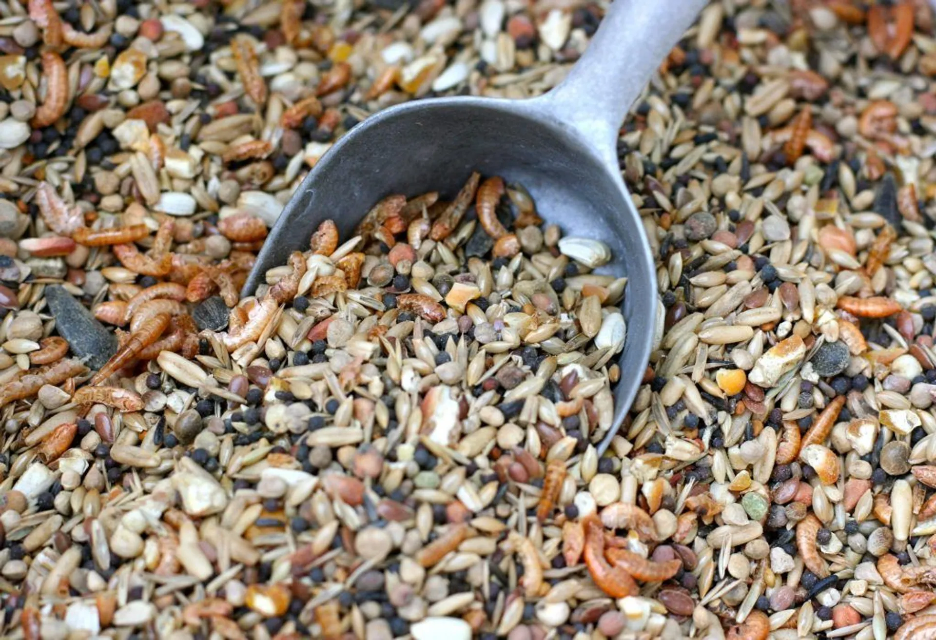 Капитал - Актюбинская область будет экспортировать комбикорм