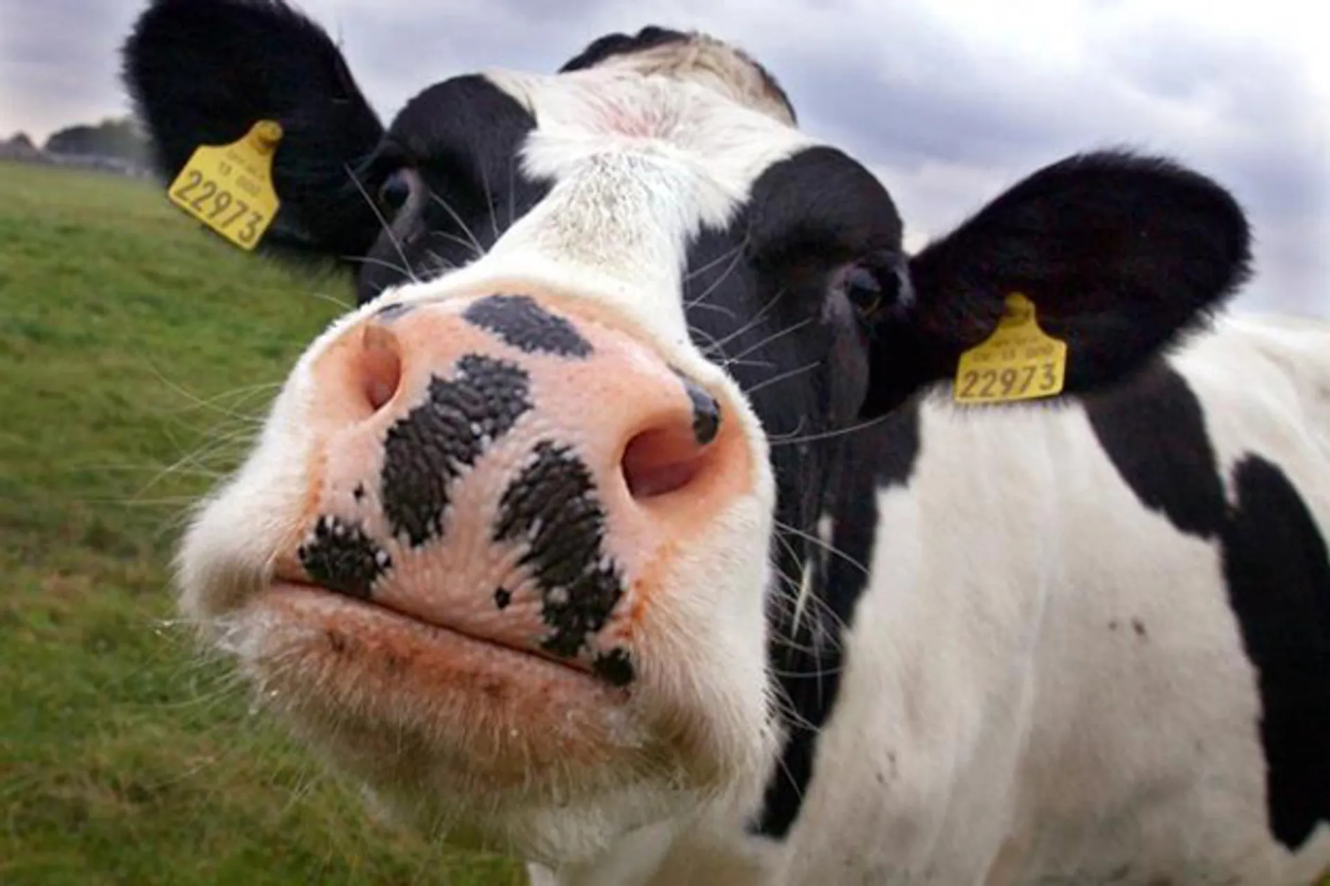 Капитал - В животноводстве экспериментируют с трансплантацией эмбрионов КРС